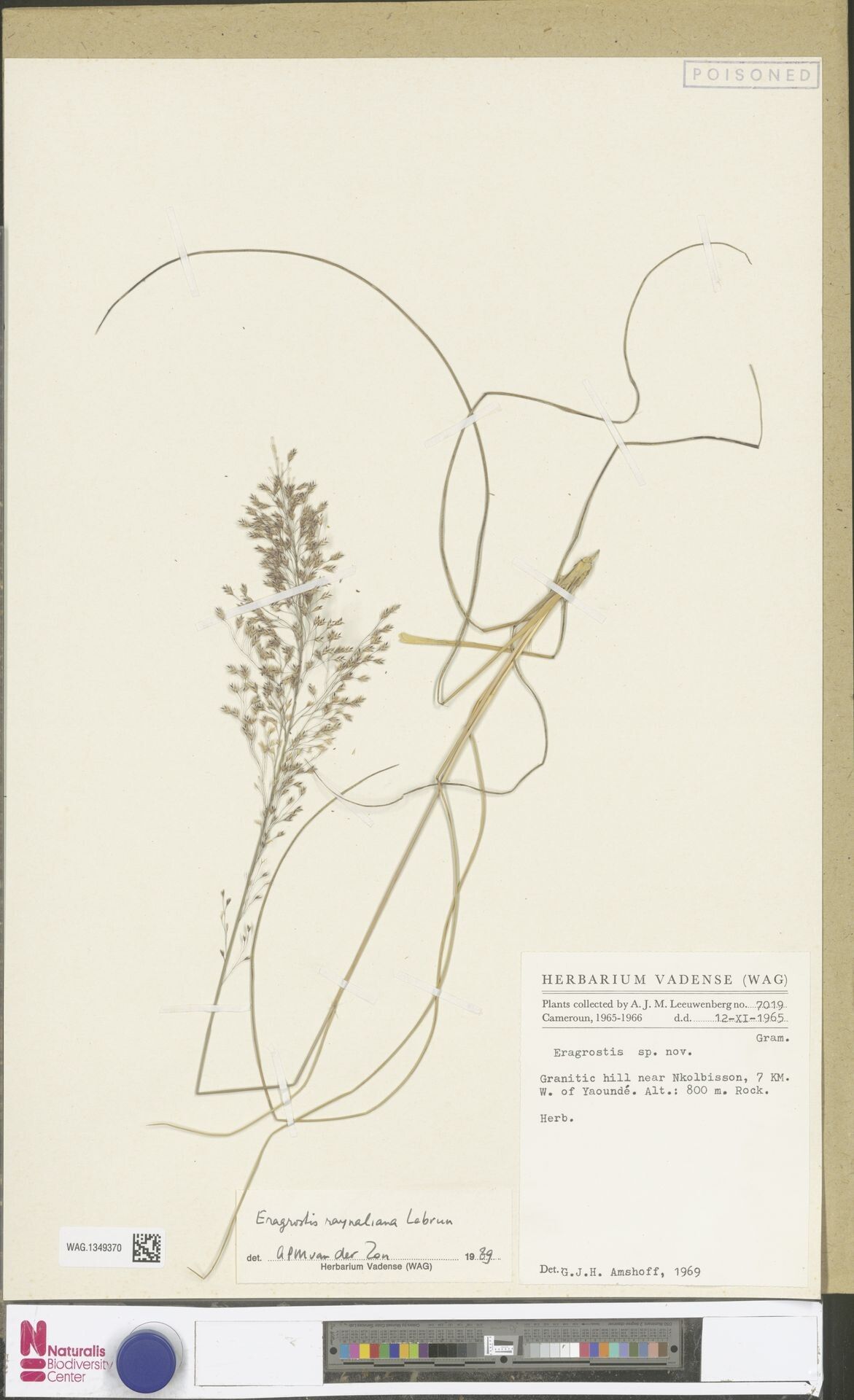 Eragrostis raynaliana — search result for 'Eragrostis'