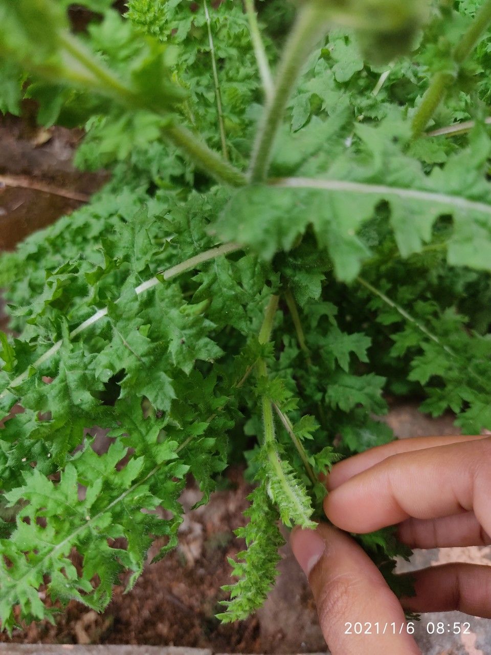 Cyathocline purpurea leaf