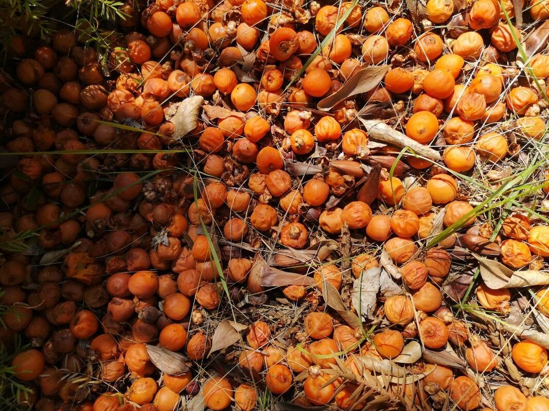 Butia eriospatha fruit