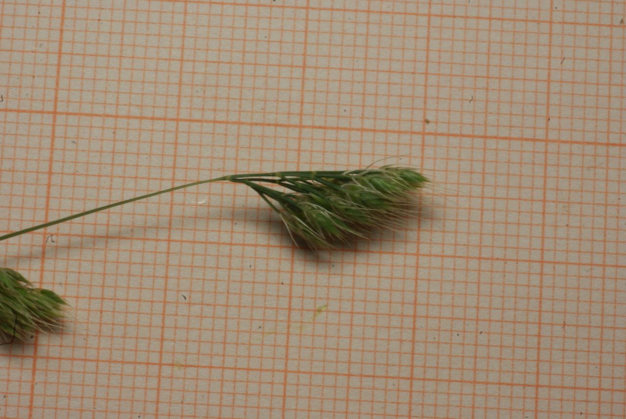 Cynosurus elegans flower