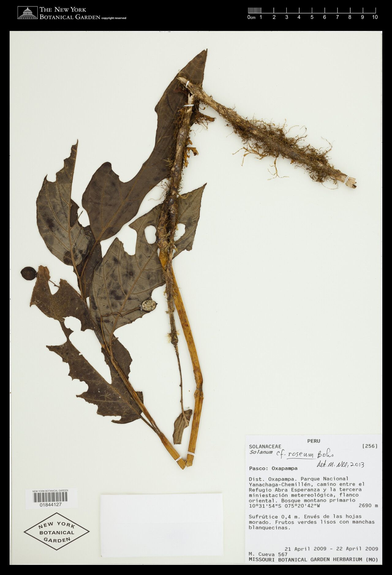 Solanum roseum — houseplant care guide