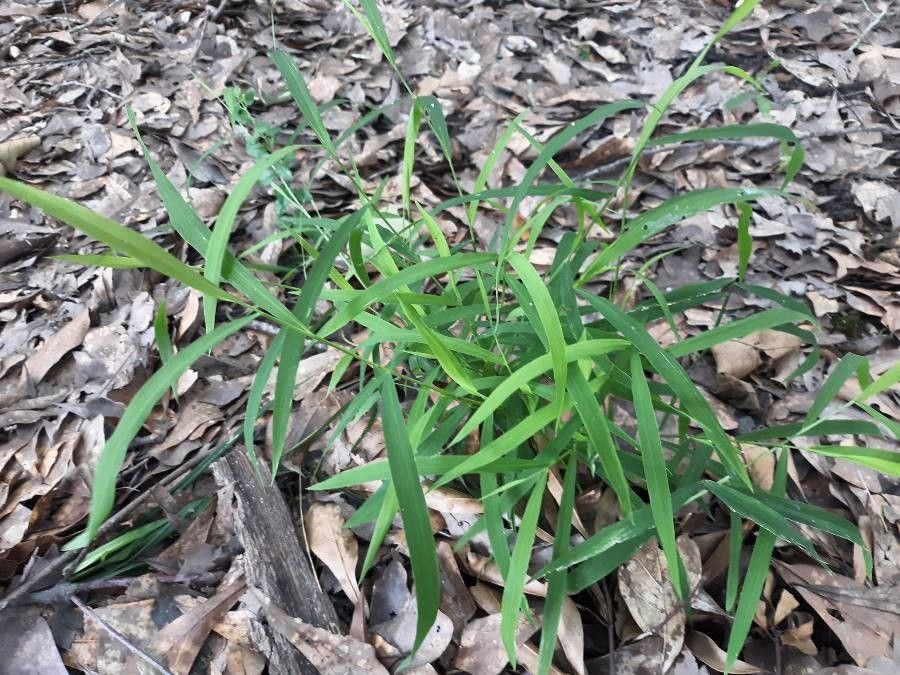 Leersia virginica habit