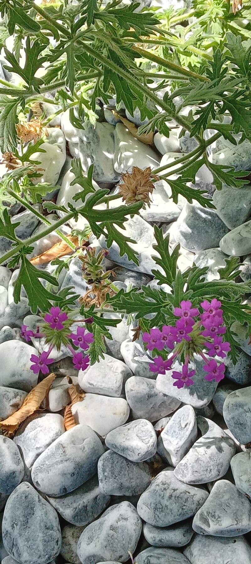 Glandularia canadensis habit