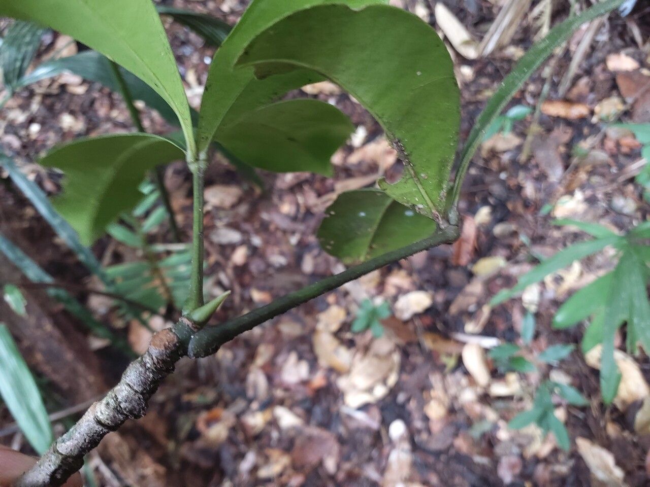 Pachira dolichocalyx