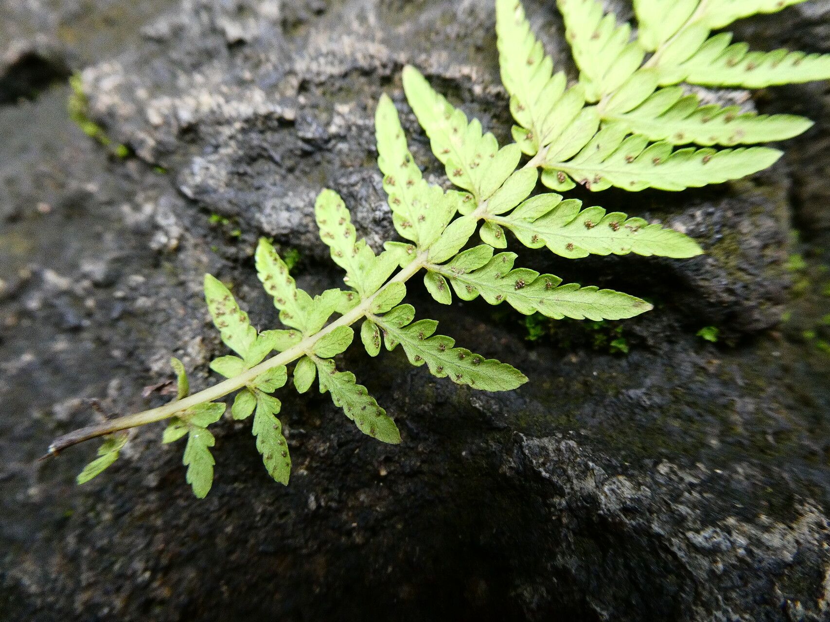 Thelypteris sancta other