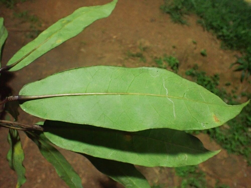 Astropanax barteri — related species from the same genus