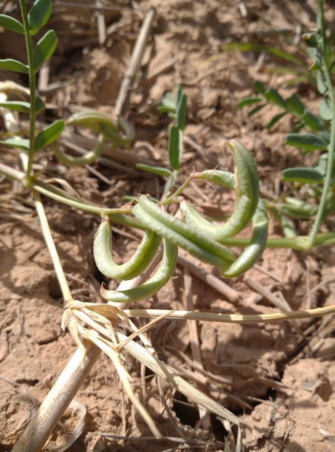 Astragalus arpilobus fruit