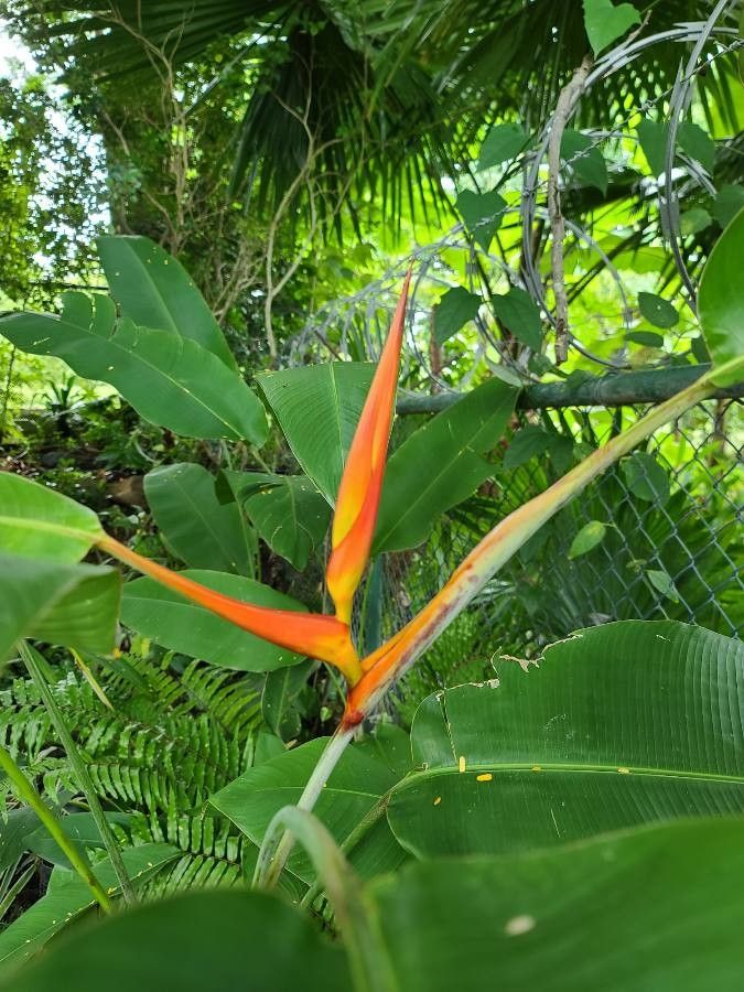 Heliconia latispatha bark