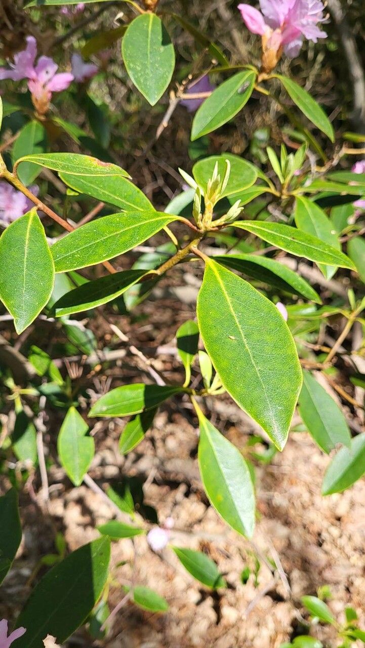 Rhododendron minus — search result for 'Georgia'