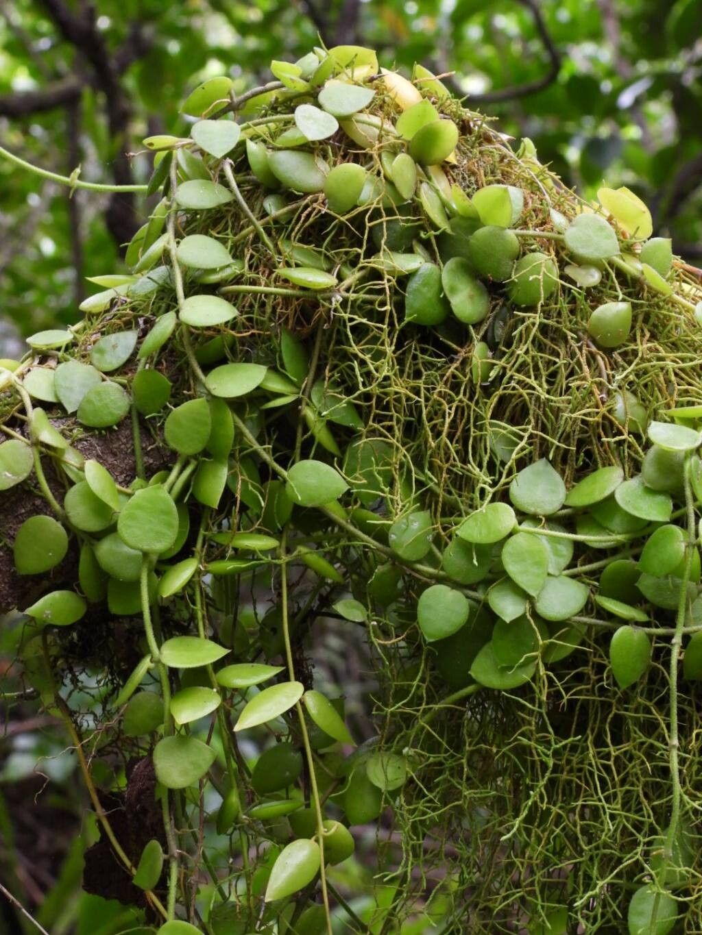 Dischidia immortalis