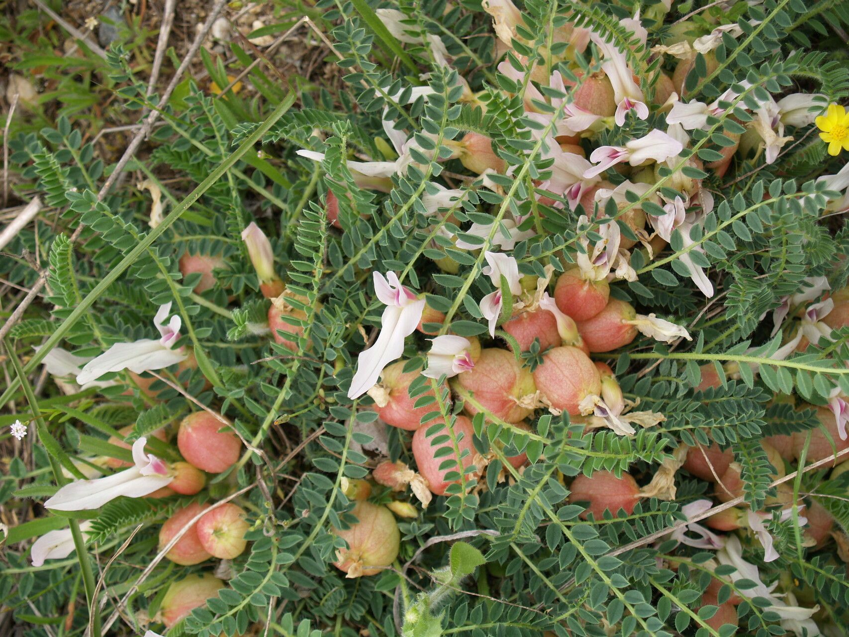 Astragalus physocalyx — houseplant care guide