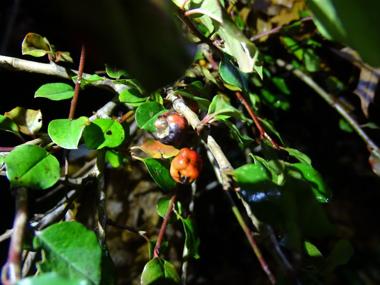 Cotoneaster adpressus fruit