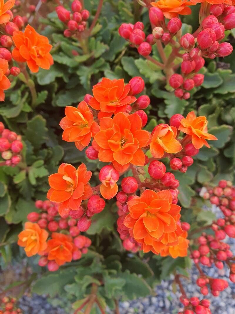 Kalanchoe abrupta flower