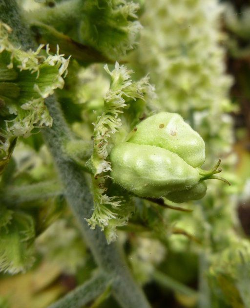 Veratrum fimbriatum fruit