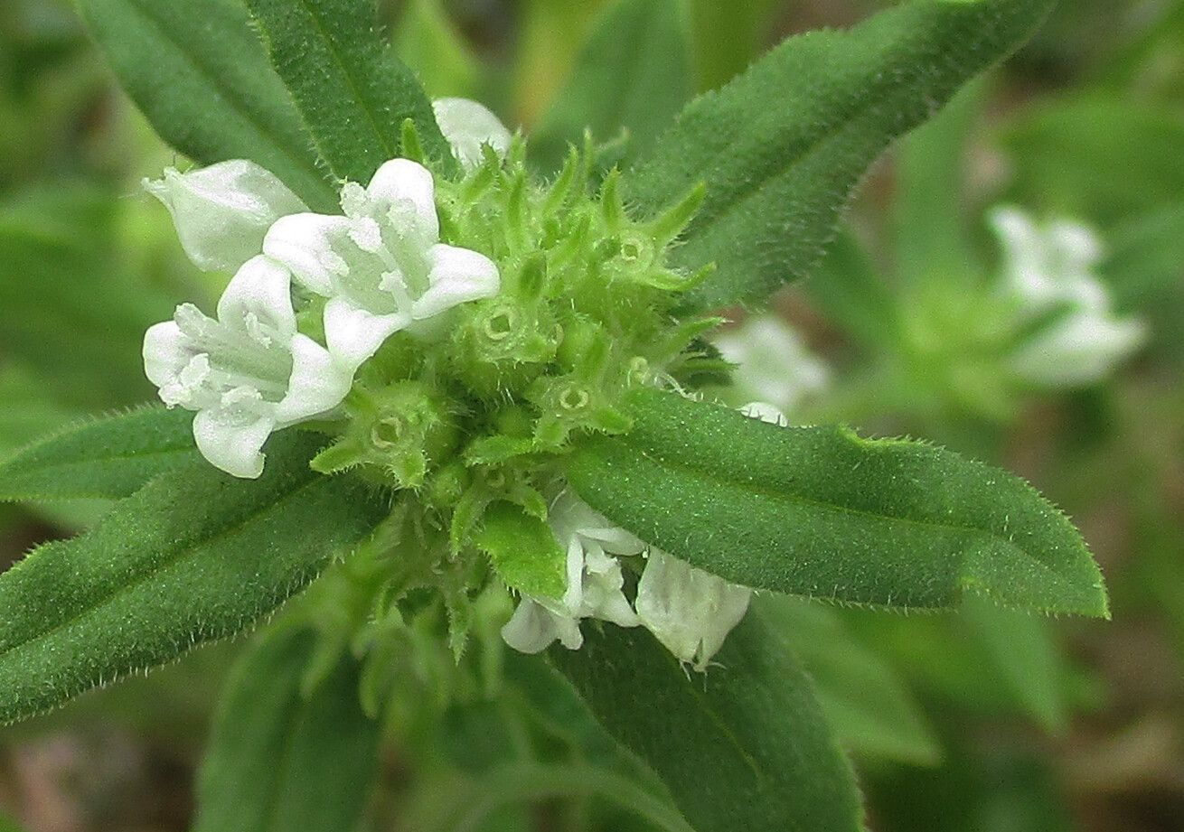 Spermacoce senensis — houseplant care guide