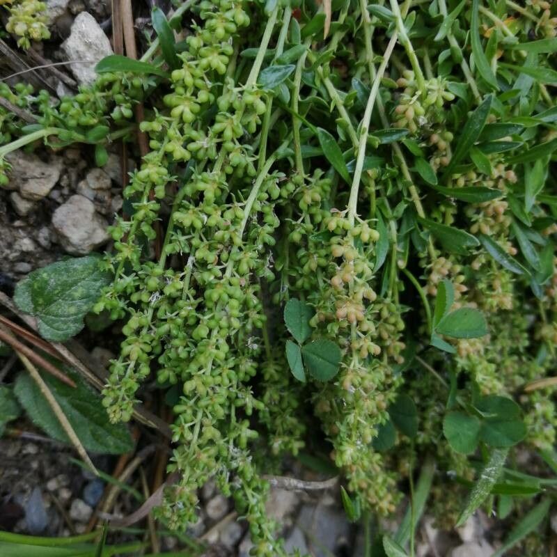Sesamoides pygmaea fruit