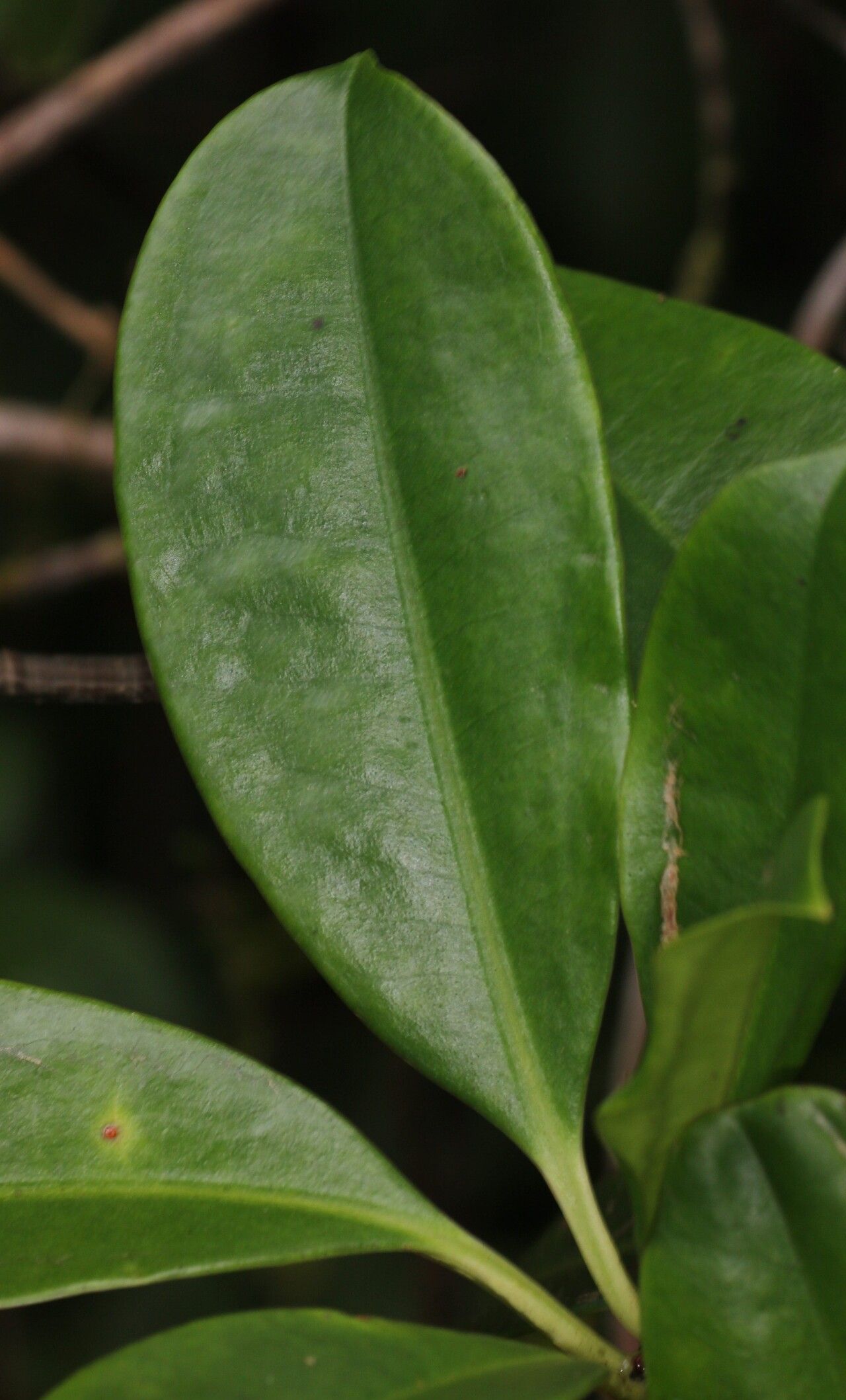Medinilla radicans — search result for 'Medinilla'