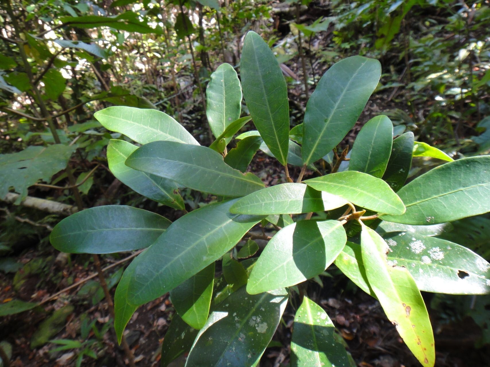 Ficus racemigera leaf