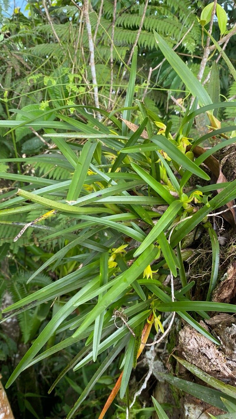 Maxillaria gomeziana — search result for 'Maxillaria'