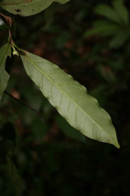 Brunfelsia guianensis leaf