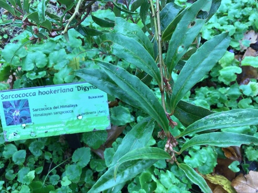 Sarcococca pruniformis — search result for 'Sarcococca'