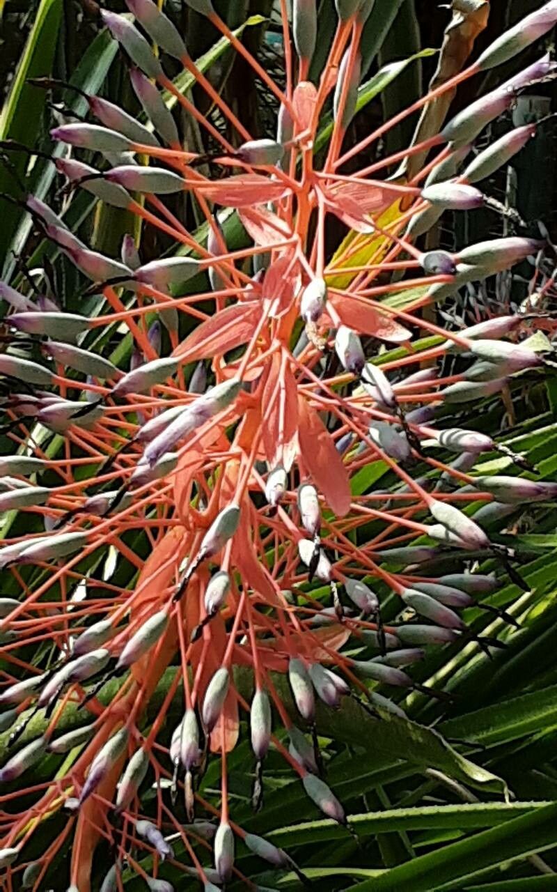 Hechtia argentea — related species from the same genus