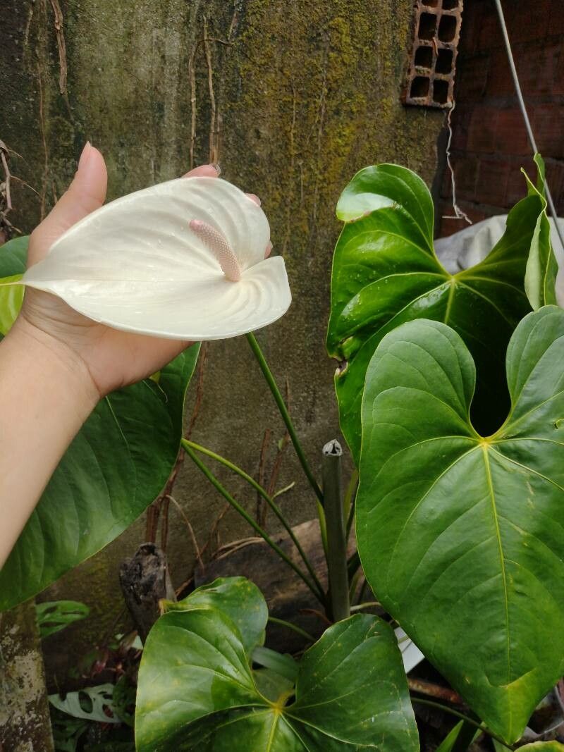 Anthurium obtusilobum leaf