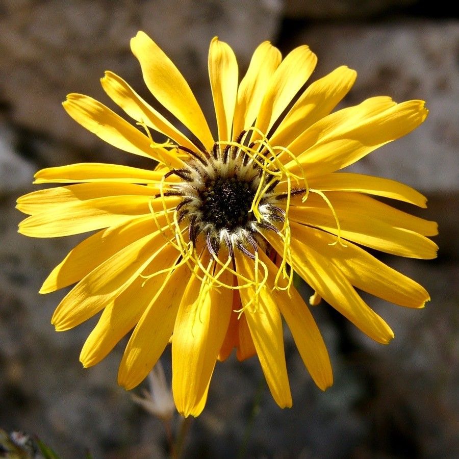 Hymenonema laconicum flower
