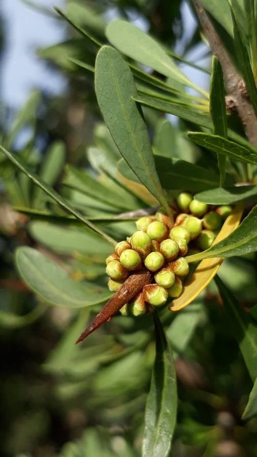 Argania spinosa flower