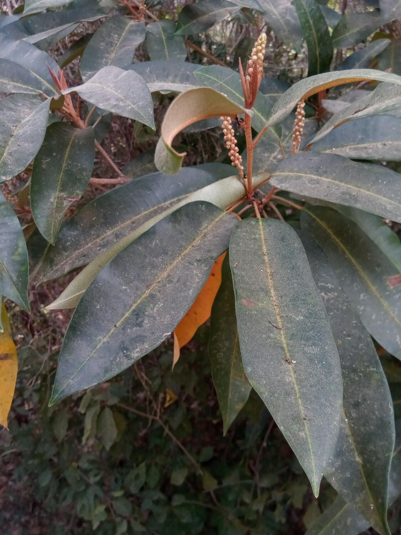 Croton argyrodaphne leaf