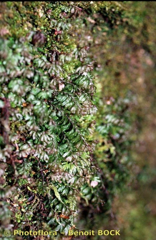 Hymenophyllum wilsonii habit