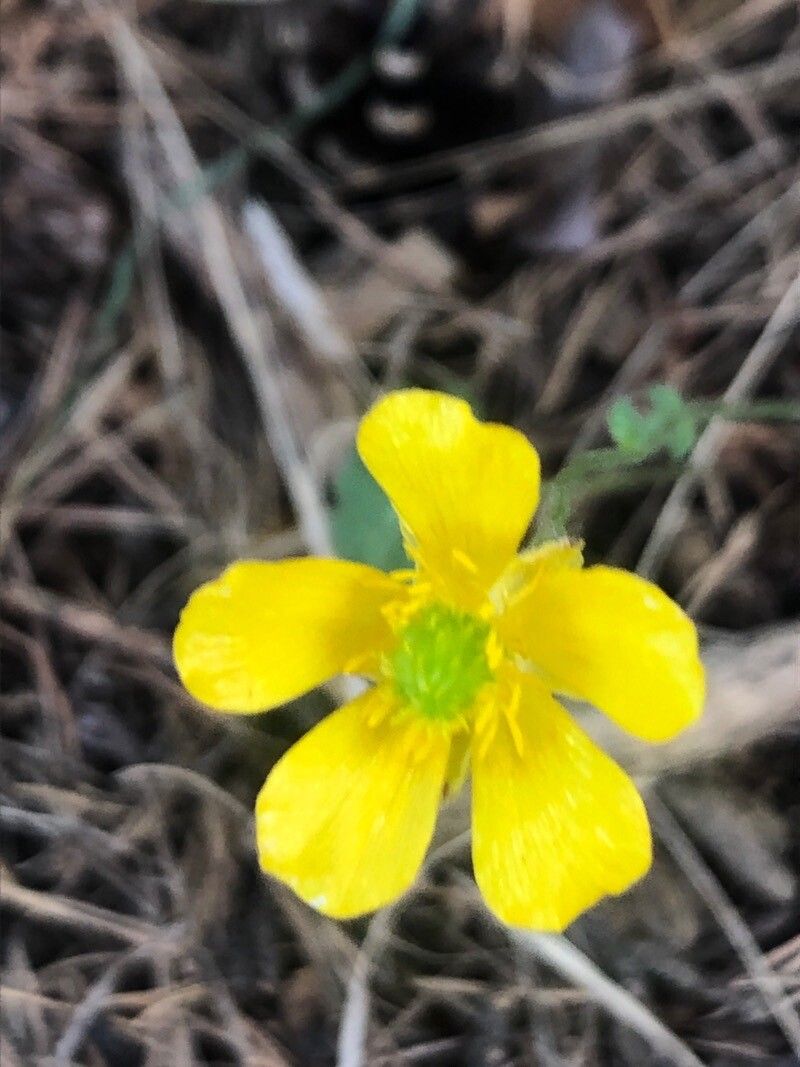 Ranunculus paludosus flower