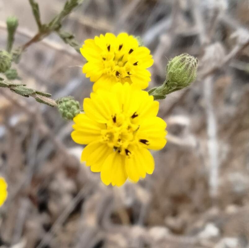 Deinandra kelloggii — related species from the same genus