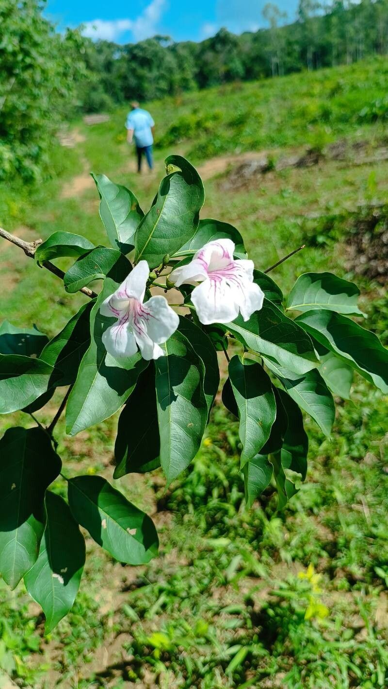 Bignonia sordida flower