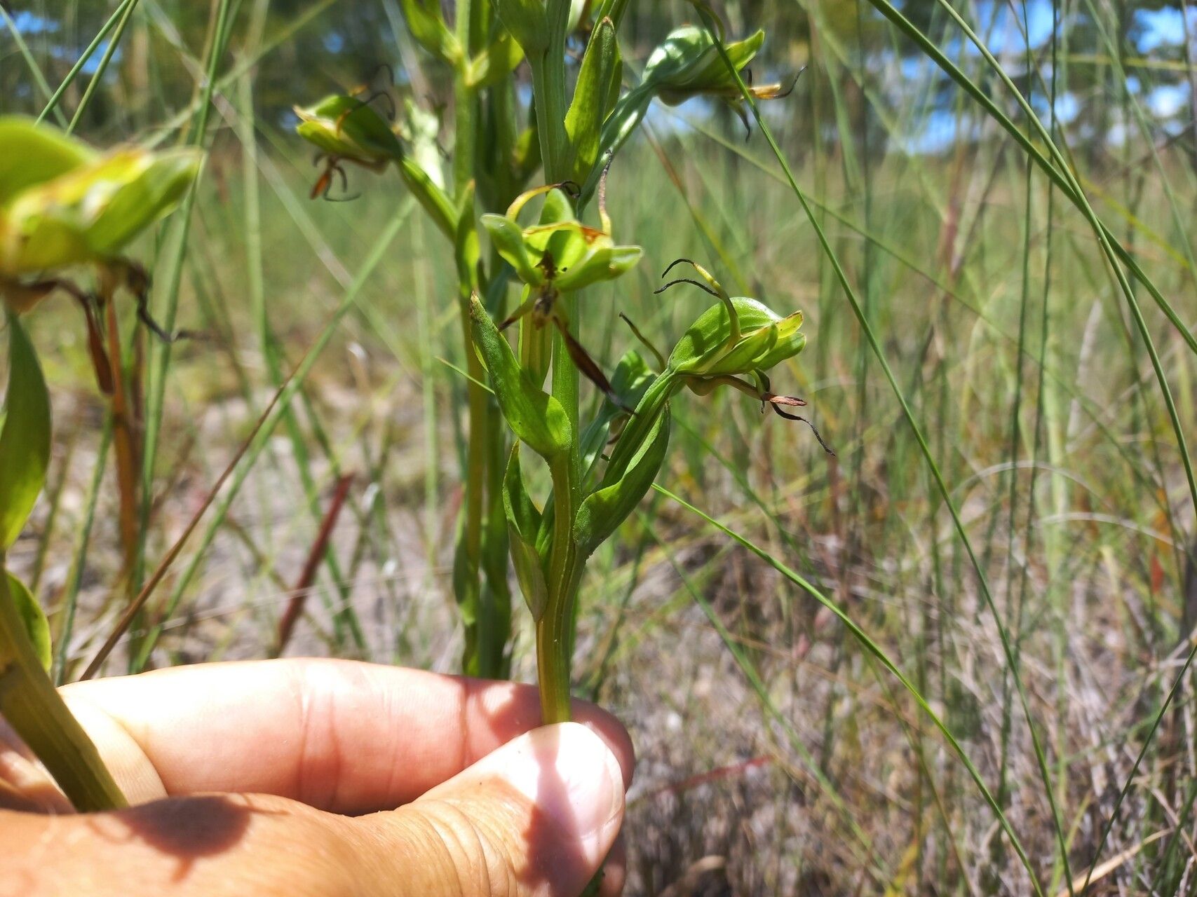 Habenaria tentaculigera — houseplant care guide