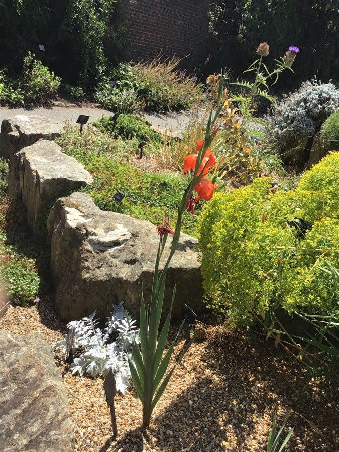 Gladiolus dalenii flower