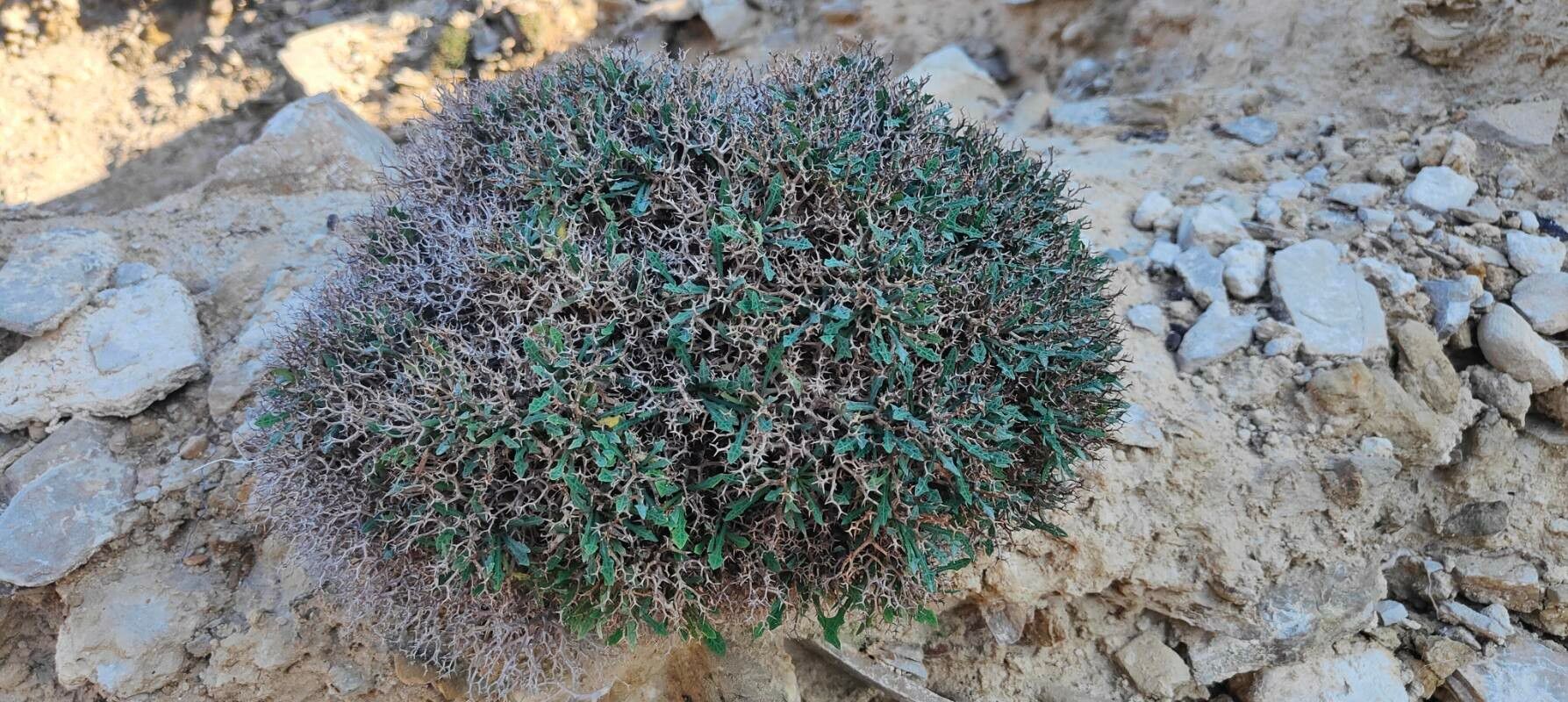 Launaea cervicornis habit