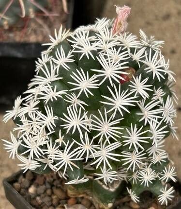 Escobaria abdita — related species from the same genus