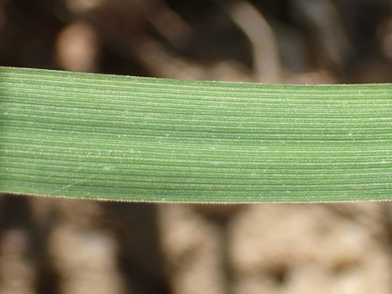 Hierochloe odorata — search result for 'Vanilla'