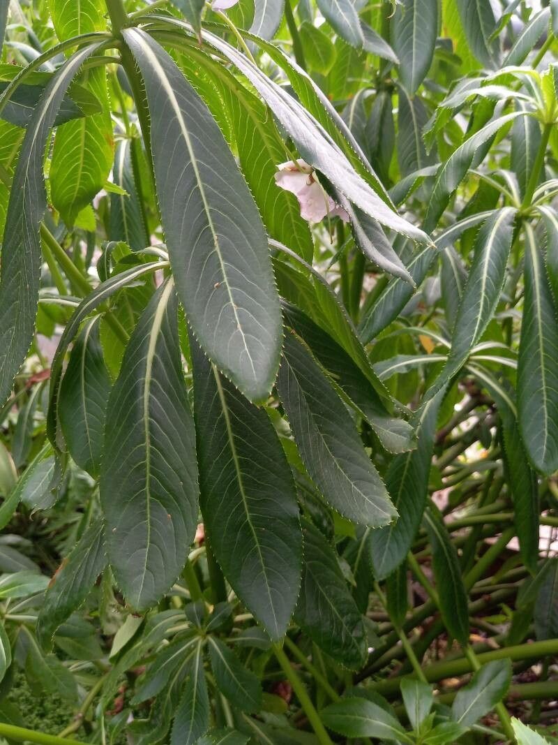 Impatiens sodenii leaf