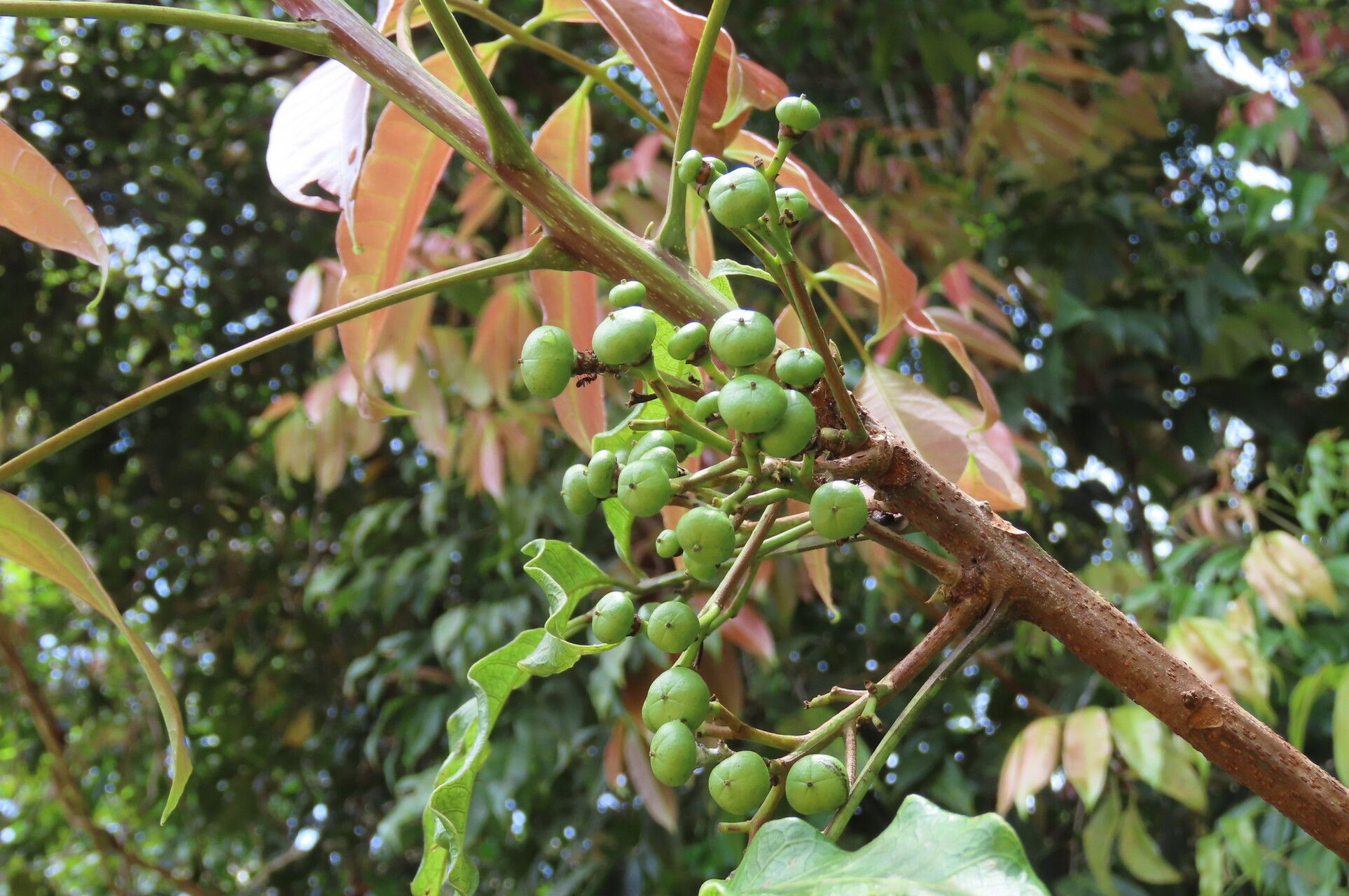 Protium stevensonii fruit
