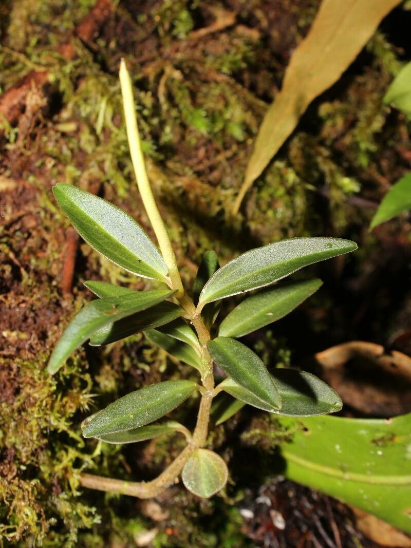 Peperomia olivacea — search result for 'Peperomia'