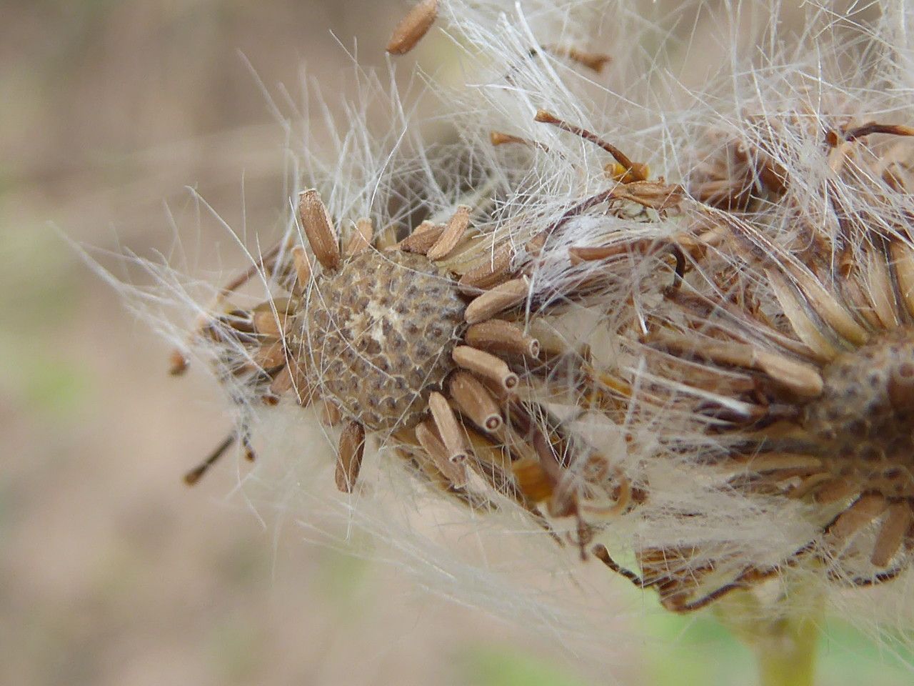 Senecio pterophorus fruit