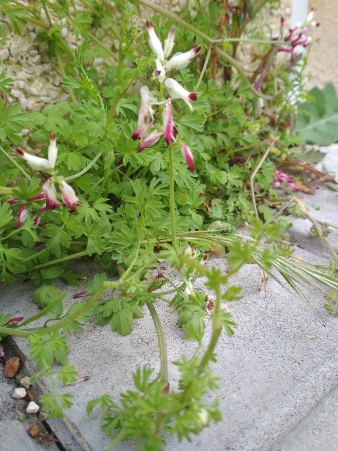 Fumaria capreolata fruit