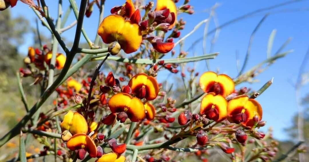 Daviesia ulicifolia — houseplant care guide