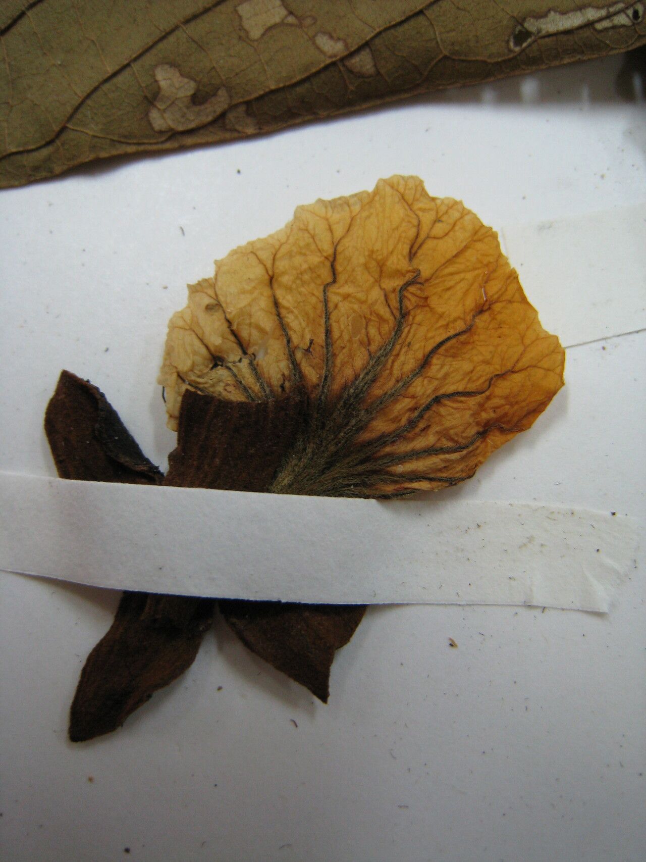 Swartzia grandifolia other