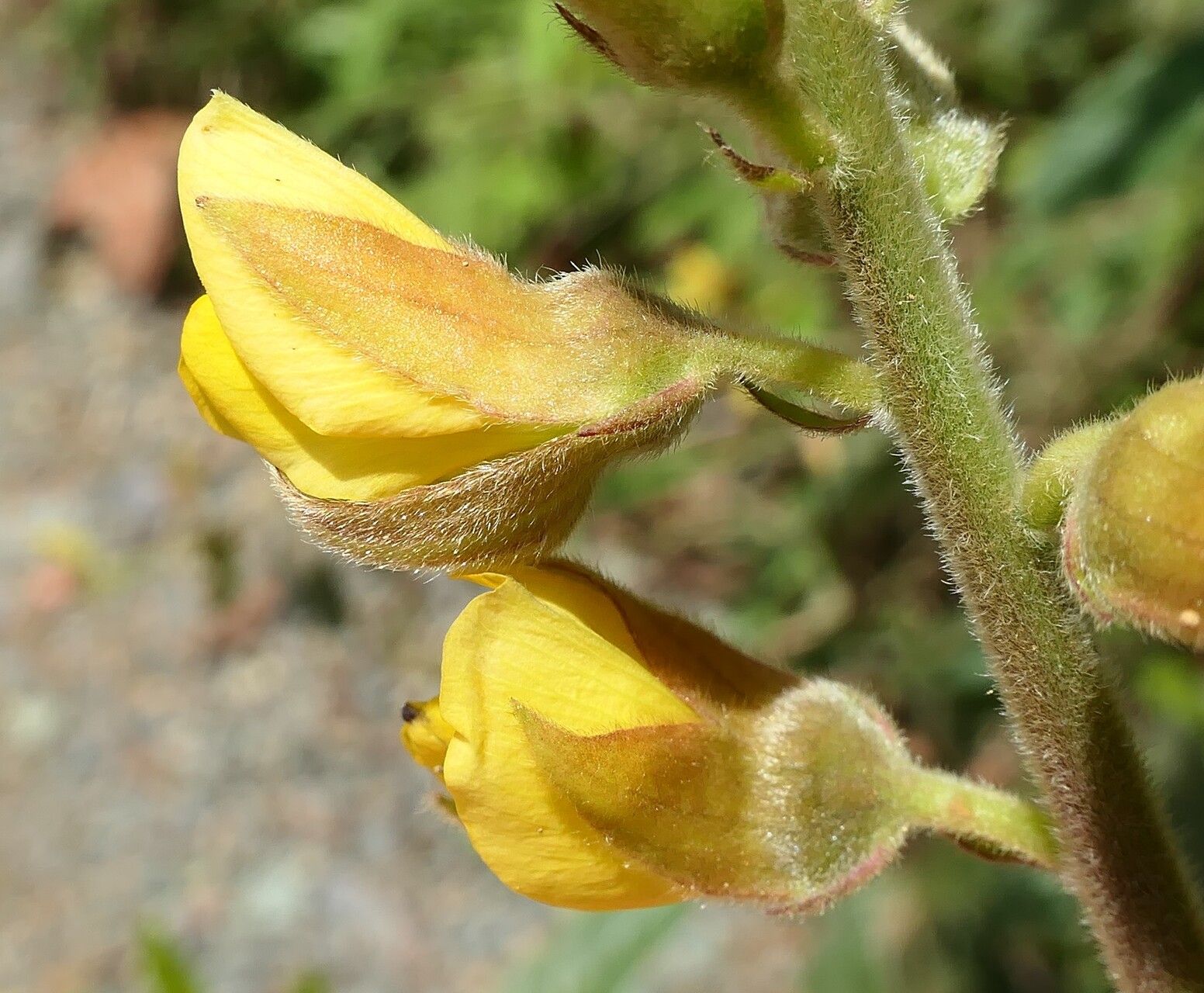 Crotalaria nitens flower