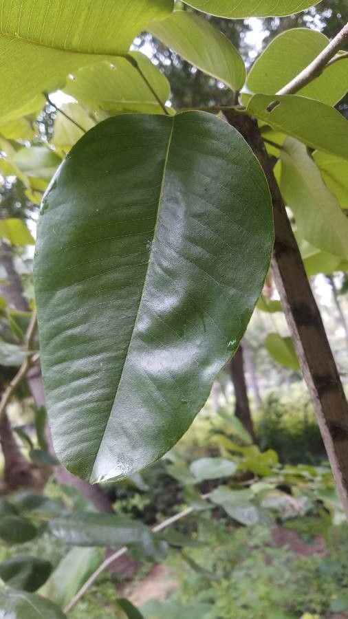 Pterocarpus santalinus leaf
