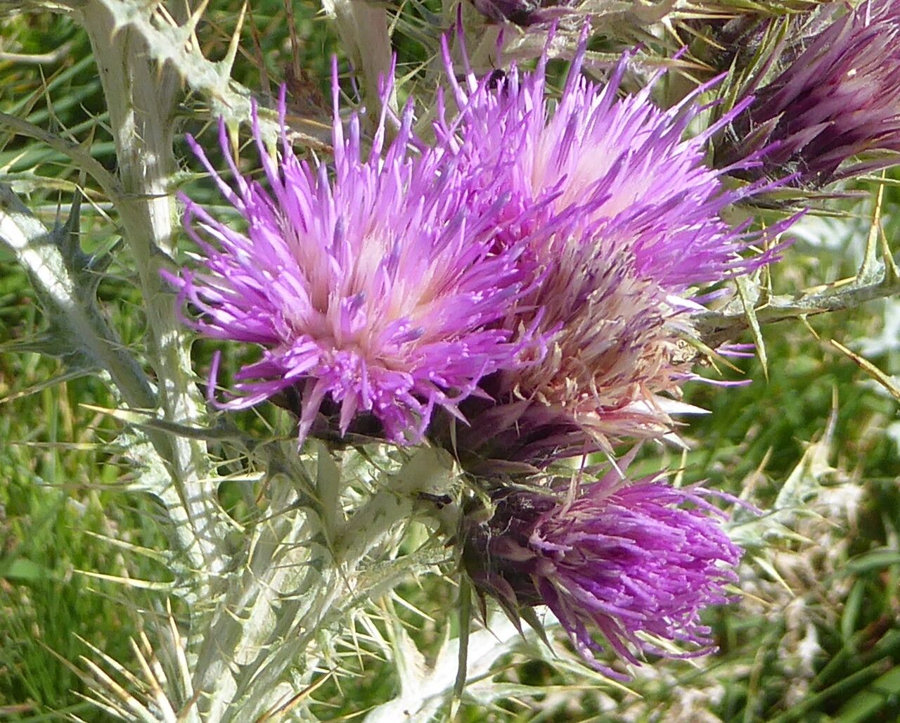 Carduus carlinoides flower