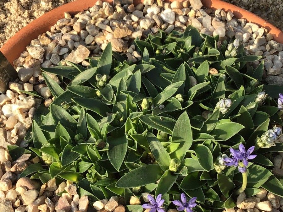 Hyacinthoides lingulata